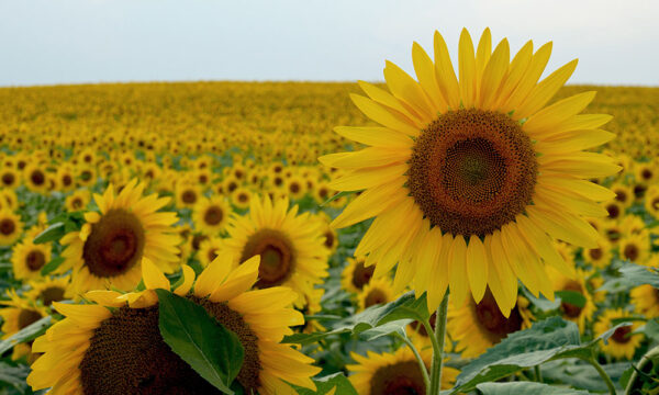 Sunflower field