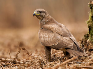 buzzard