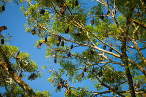 hanging bats